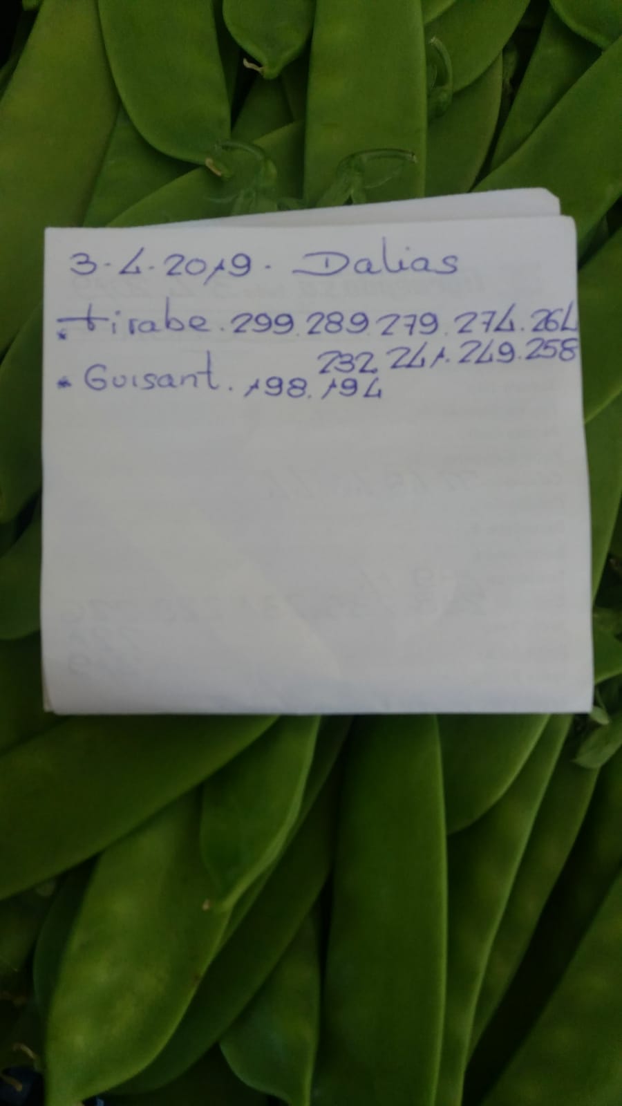 Subasta hortofrutícola AgroEjido Dalias 3 de Abril 2019