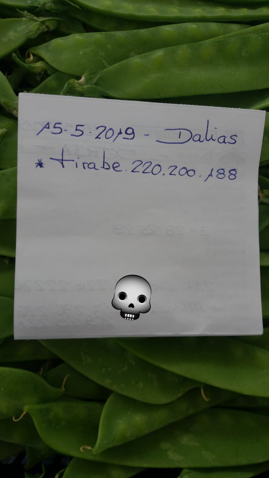 Subasta hortofrutícola AgroEjido Dalias 15 de Mayo 2019