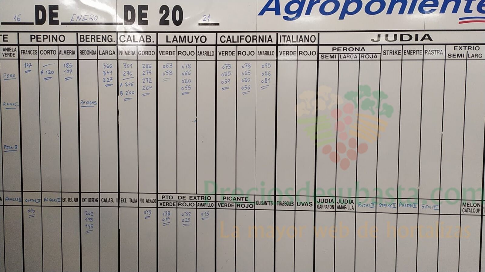 Pizarra Agroponiente El Golfo 16 de enero 2021