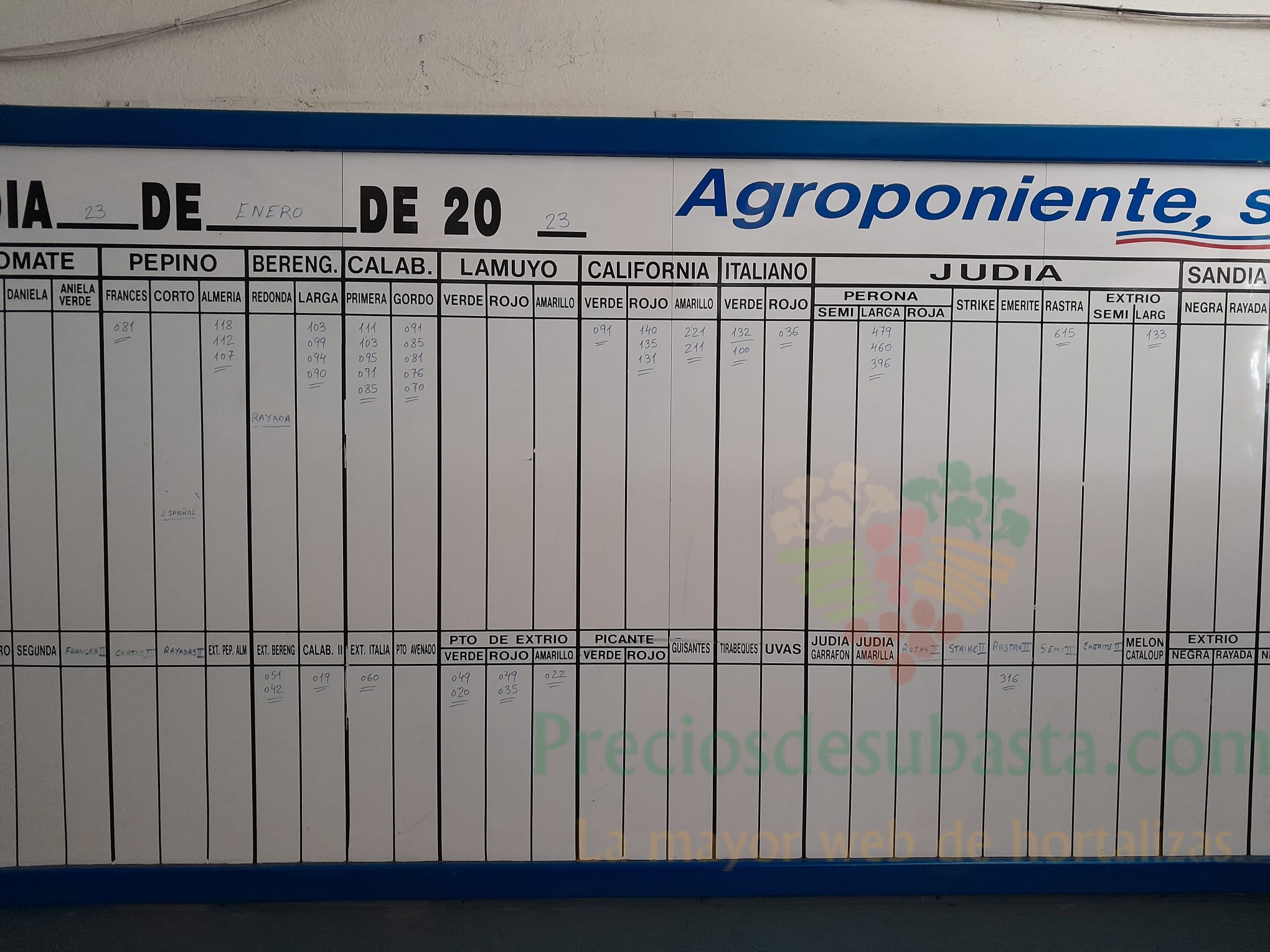 Subasta hortofrutícola Agroponiente El Golfo 23 de enero 2023