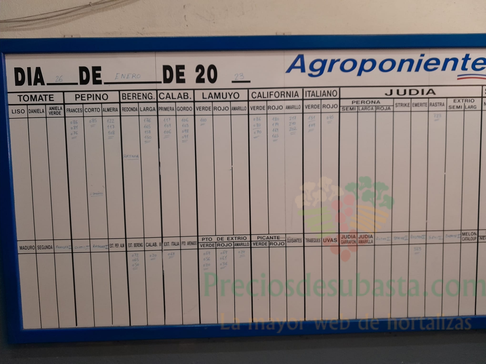 Subasta hortofrutícola Agroponiente El Golfo 26 de enero 2023