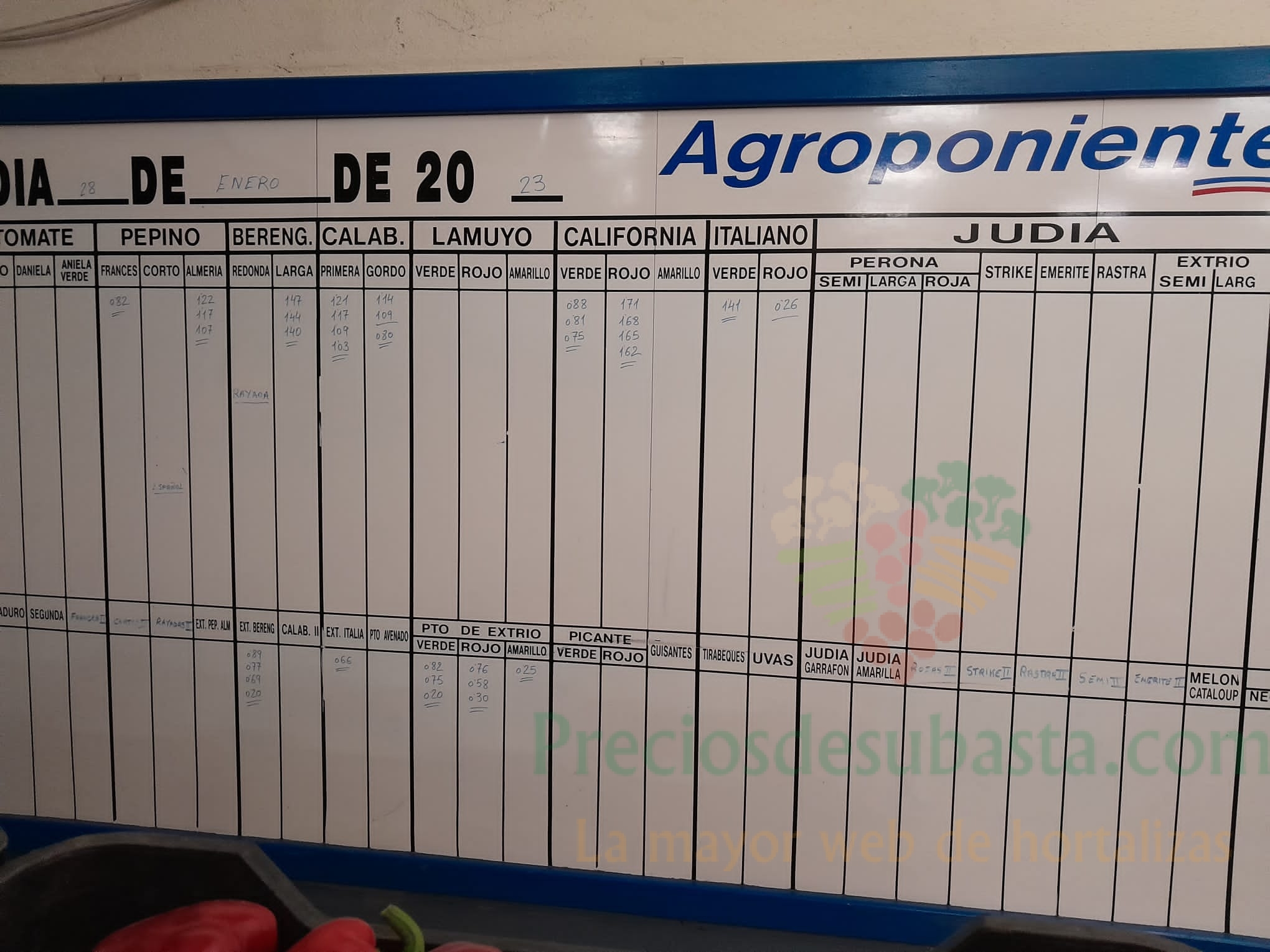 Subasta hortofrutícola Agroponiente El Golfo 28 de enero 2023